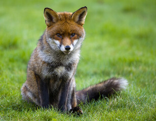 An Elegant Red Fox Sitting Gracefully in a Natural Grassland Setting