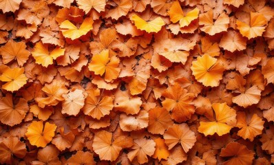 Vibrant orange autumn leaves on ground