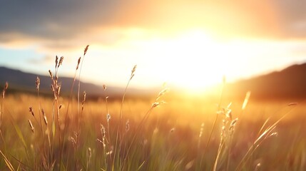 Naklejka premium Golden Sunrise Over Grassy Meadow Creating a Tranquil Natural Landscape Scene : Generative AI