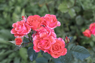 
a bouquet of beautiful roses blooming in a gorgeous red color.