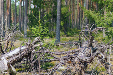 
a forest with many trees, but in the foreground two large fallen trees, partially decayed.