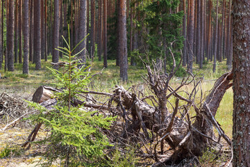 
a forest with many trees, but in the foreground two large fallen trees, partially decayed.