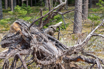 
a large fallen tree partially decayed and covered with moss.