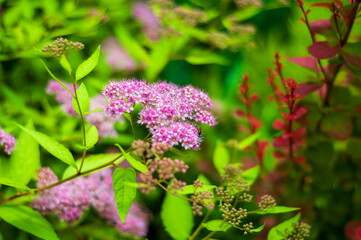 Macro shot of spirea flowers with a honeybee, surrounded by fresh greenery and soft bokeh.