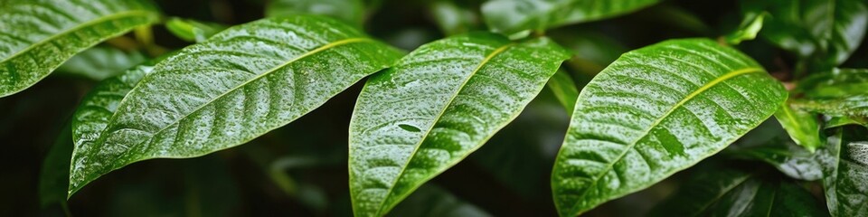 A detailed view of a leafy plant, perfect for nature or botanical-themed projects