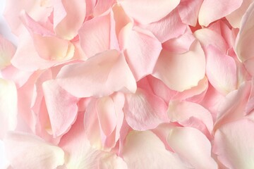 Pink rose petals as a background