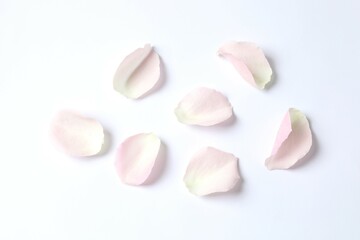 Pink rose petals on a white background