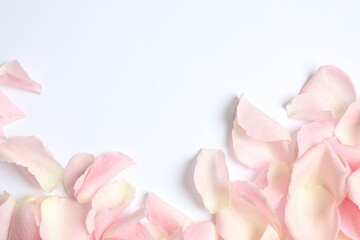 Pink rose petals on a white background