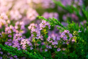 Defocused background with blooming thyme flowers in soft focus, glowing under gentle sunlight.