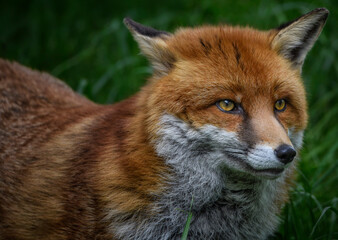 A close up of a Red Fox