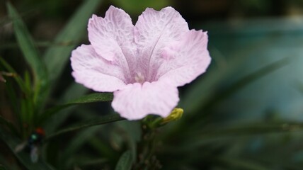 Pink flower -Isolated