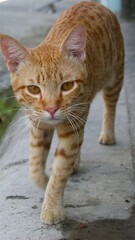 Ginger Cat walking
