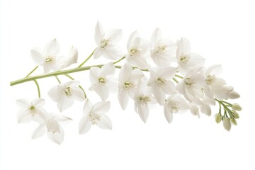 A single stem with a bunch of white flowers