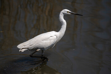 A little egret hunting, Austin Roberts Bird Sanctury