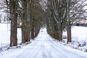 Snowy Tree-Lined Road in Winter Countryside.. Scenic Winter Road Through Frosty Forest Landscape