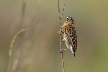 A female red bishop perched on a stem