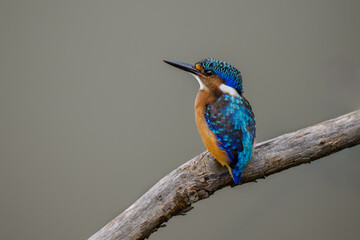 A juvenile malachite kingfisher perched on a branch