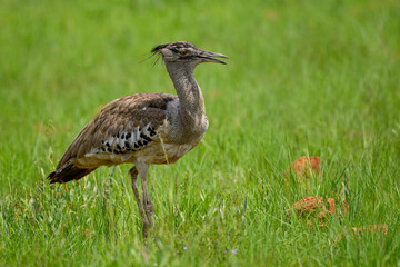 Closeup of a Kori Bustard serching for food in a green field