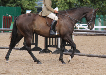A Show Jumping Horse Passing an Obstacle Fence.
