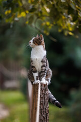 Tabby cat outdoors. Cute curious kitten is sitting on pole