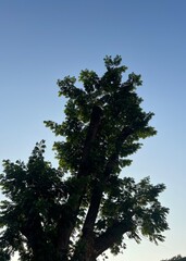 pine tree and blue sky