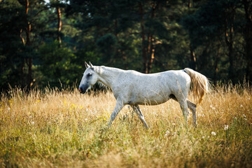 White horse walking on pasture. Farm animal grazing grass on summer meadow