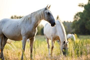 Obraz premium Herd of white horses grazing grass on meadow. Pasture on animal farm