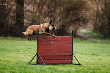 Belgian Malinois with dog toy is jumping over obstacle hurdle during animal obedience training