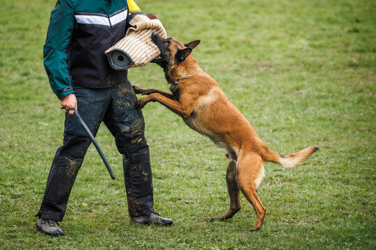 "Belgian Malinois" Images – Browse 10,463 Stock Photos, Vectors, and