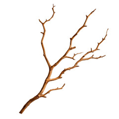 Fototapeta premium natural branch with multiple twigs, showcasing rustic appearance and earthy tones, perfect for decorative purposes or crafting