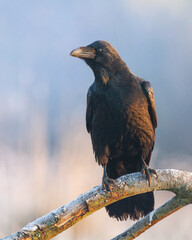 beautiful Common raven Corvus corax flying bird North Poland Europe autumn time