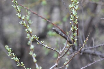 Small young leaves on sea buckthorn branches. Early spring plant stage.