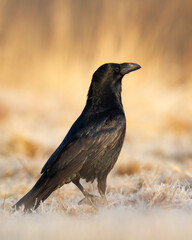beautiful Common raven Corvus corax flying bird North Poland Europe autumn time