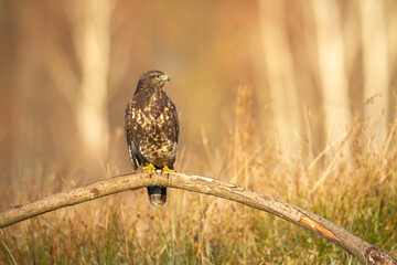 Common buzzard Buteo buteo in the fields in autumn, buzzards in natural habitat, hawk bird on the meadow, predatory bird close up