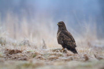 Common buzzard Buteo buteo in the fields in autumn, buzzards in natural habitat, hawk bird on the meadow, predatory bird close up