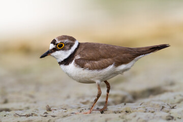 Shorebird Charadrius dubius, Little Ringed Plover on blurred background summer time Poland Europe