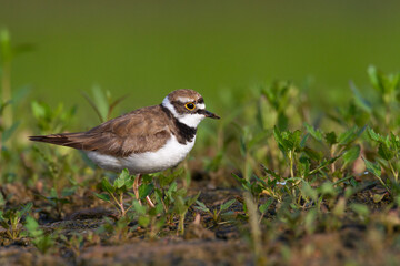 Shorebird Charadrius dubius, Little Ringed Plover on blurred background summer time Poland Europe