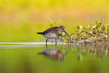 Shorebird Broad-billed sandpiper Limicola falcinellus, Calidris falcinellus bird with long beak, standing in the mud, blurred background, migratory bird, summer in Poland, Europe