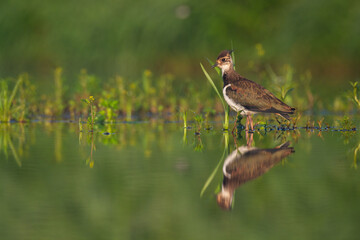 Bird Lapwing Vanellus vanellus on green background spring time Poland Europe migratory bird