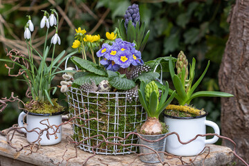blaue Primel, Hyazinthen, Winterlinge und Schneeglöckchen im Drahtkorb und Emaille-Tassen im...
