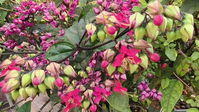 The red flowers are blooming beautifully.