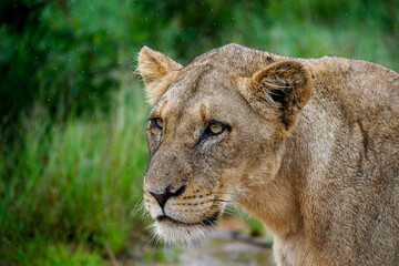 Female lion stalking her prey in the rain. Time standing still with droplets in the air.