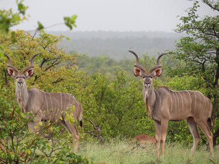 Two kudu bull mimicing each other, looking like the perfect mirror image