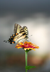 Swallowtail Butterfly on Orange Zinnia flower in Indianapolis, IN, USA