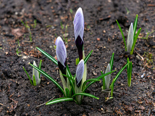 The first spring flowers crocuses. Early spring.