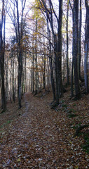 path covered with leaves in the middle of the forest in autumn