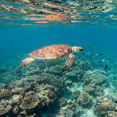 Fototapeta premium green sea turtle