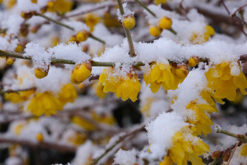 雪の日のロウバイ