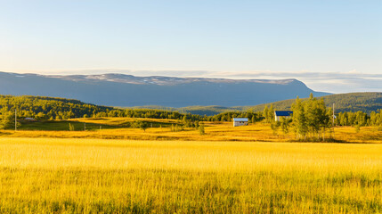 Golden wheat field in a rural landscape, with distant hills under a blue sky for farming, agriculture, or natural scenic backgrounds