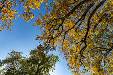 The sky is blue and the leaves are yellow